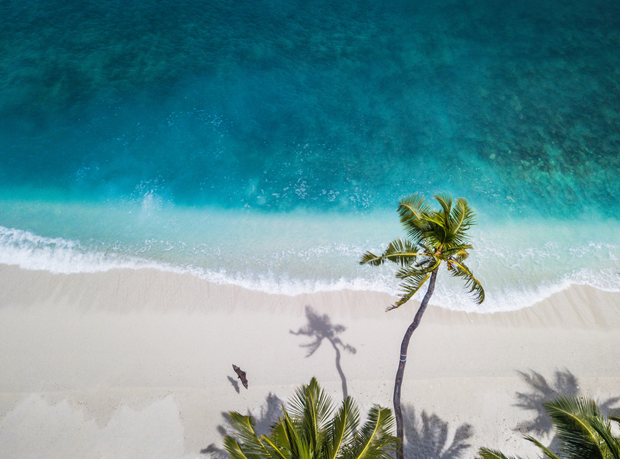 Caribe Sea